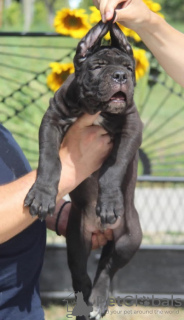 Photo №4. I will sell cane corso in the city of Vršac.  - price - Is free