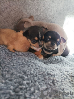 Photo №2 to announcement № 132495 for the sale of chihuahua - buy in Spain 