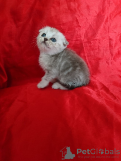 Photo №1. scottish fold - for sale in the city of Kharkov | 92$ | Announcement № 11599