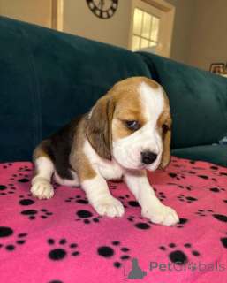 Photo №3. Adorable Beagle Puppies for Sale. Armenia