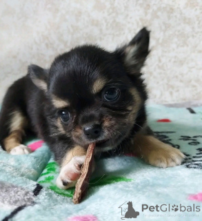 Photo №2 to announcement № 138833 for the sale of chihuahua - buy in United States private announcement, breeder