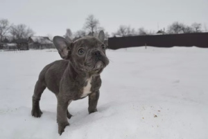 Photo №1. french bulldog - for sale in the city of Kiev | 1000$ | Announcement № 891