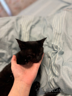 Additional photos: Black kitten purrs for nothing