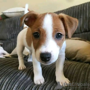 Photo №1. jack russell terrier - for sale in the city of Sastamala | negotiated | Announcement № 54786
