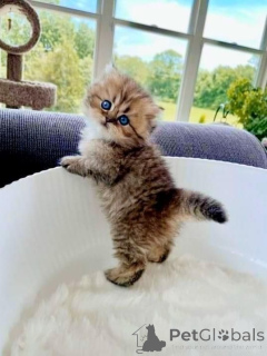 Photo №1. munchkin - for sale in the city of Aizlingen | 413$ | Announcement № 157788