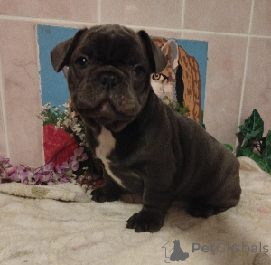 Photo №1. french bulldog - for sale in the city of Minsk | 645$ | Announcement № 159801