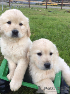 Photo №1. golden retriever - for sale in the city of Bruges | 402$ | Announcement № 119114