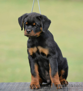 Photo №4. I will sell rottweiler in the city of Нови Сад. breeder - price - negotiated