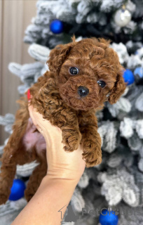 Photo №2 to announcement № 164030 for the sale of poodle (toy) - buy in Finland private announcement, from the shelter