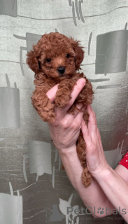 Photo №3. Toy poodle mini Red-Brown puppies for sale. Russian Federation