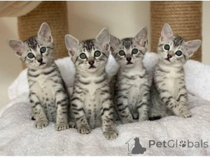 Photo №1. egyptian mau - for sale in the city of Châtelet | negotiated | Announcement № 160501