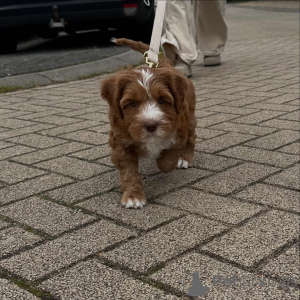 Photo №1. labradoodle - for sale in the city of Berikon | negotiated | Announcement № 156417