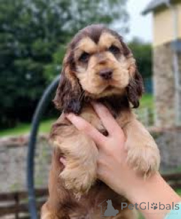 Photo №1. english cocker spaniel - for sale in the city of Amsterdam | 723$ | Announcement № 162735