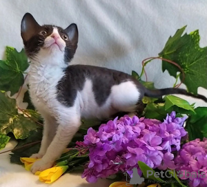 Photo №2 to announcement № 46199 for the sale of ural rex shorthair - buy in Russian Federation from nursery