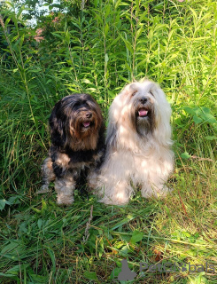 Photo №3. Tibetan terrier puppy for sale. Russian Federation