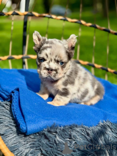 Photo №2 to announcement № 164996 for the sale of non-pedigree dogs - buy in Finland private announcement, breeder