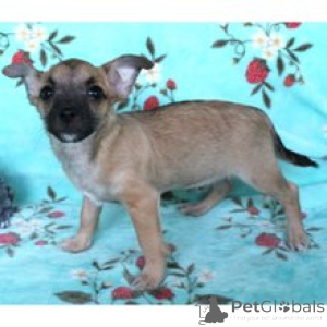 Photo №1. chihuahua - for sale in the city of Berlin | 671$ | Announcement № 172239