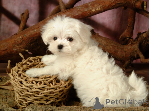 Photo №1. maltese dog - for sale in the city of Sydney | negotiated | Announcement № 135485