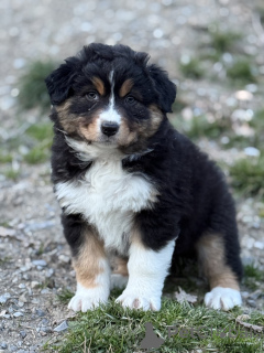Photo №3. Australian Shepherd puppy available. Belgium