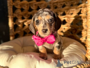 Photo №1. dachshund - for sale in the city of Crewe | 341$ | Announcement № 171529