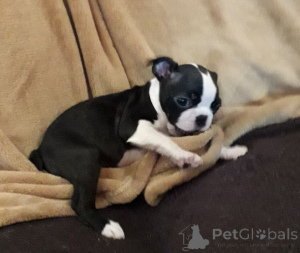 Photo №4. I will sell boston terrier in the city of Aarhus. private announcement, breeder - price - 1032$