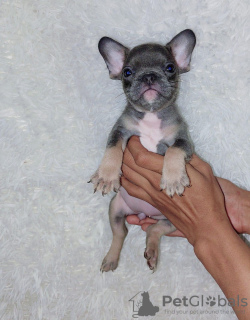 Additional photos: FRENCH BULLDOG PUPPIES FOR SALE MANILA ,09457024296 DOGS