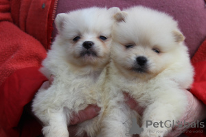 Photo №1. pomeranian - for sale in the city of Minsk | 340$ | Announcement № 72161