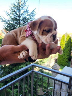 Photo №2 to announcement № 110796 for the sale of english bulldog - buy in Serbia 