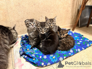 Additional photos: Kittens