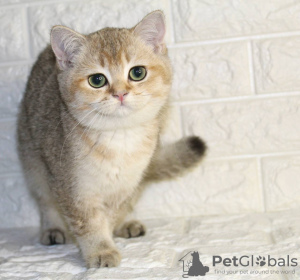 Photo №1. british shorthair - for sale in the city of Tashkent | negotiated | Announcement № 60155
