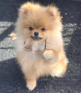 Photo №2 to announcement № 30131 for the sale of pomeranian - buy in United States private announcement