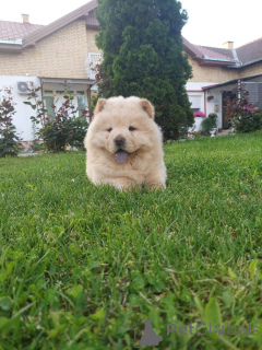 Photo №4. I will sell chow chow in the city of Belgrade.  - price - negotiated