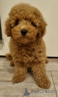 Photo №2 to announcement № 75752 for the sale of poodle (toy) - buy in Lithuania private announcement, breeder