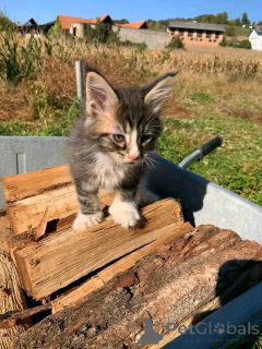 Photo №3. Maine coon kitten for adoption. Germany