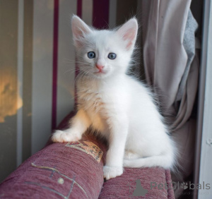 Photo №2 to announcement № 157701 for the sale of turkish angora - buy in Germany from the shelter, breeder