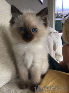 Photo №2 to announcement № 96937 for the sale of ragdoll - buy in Germany private announcement, from nursery