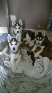 Photo №1. siberian husky - for sale in the city of Magadan | 500$ | Announcement № 13453