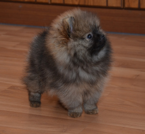 Photo №2 to announcement № 6437 for the sale of pomeranian - buy in Russian Federation private announcement, from nursery, breeder