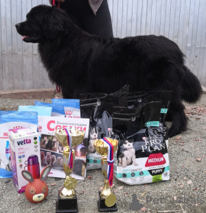 Photo №2 to announcement № 42743 for the sale of newfoundland dog - buy in Russian Federation breeder