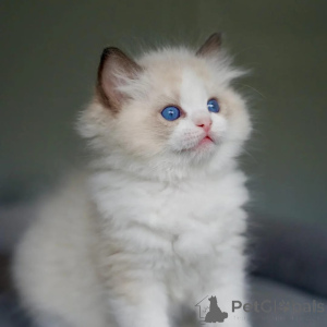 Photo №1. ragdoll - for sale in the city of Nuremberg | negotiated | Announcement № 167230