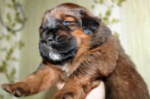 Photo №4. I will sell tibetan mastiff in the city of Yekaterinburg. breeder - price - Negotiated