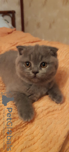 Photo №4. I will sell scottish fold in the city of Монсегюр. private announcement - price - negotiated