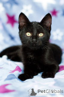 Photo №2 to announcement № 138928 for the sale of  - buy in Belarus private announcement