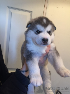 Photo №1. alaskan malamute - for sale in the city of 's-Hertogenbosch | 364$ | Announcement № 20644