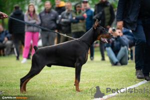 Additional photos: Doberman puppies