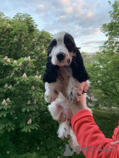 Additional photos: English Cocker Spaniel puppies