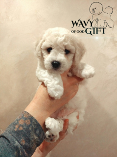 Photo №4. I will sell bichon frise in the city of Ternopil. from nursery - price - 1433$