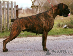 Photo №3. german boxer puppy. Belarus