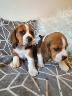 Photo №1. beagle - for sale in the city of Göppingen | 424$ | Announcement № 149748