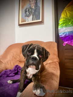 Photo №2 to announcement № 150474 for the sale of boxer - buy in Slovakia breeder